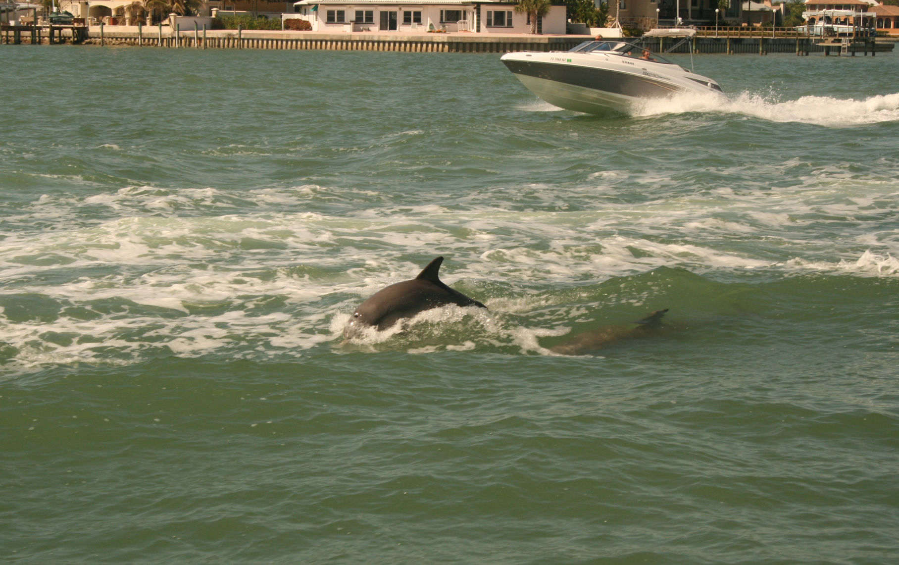 dolphins.jpg